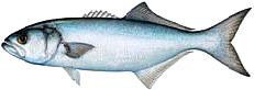 Florida Bluefish