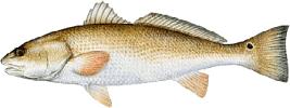 Red Drum